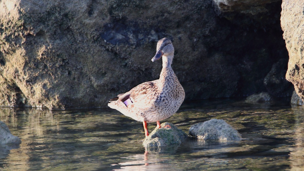 Mallard - Neal Morris