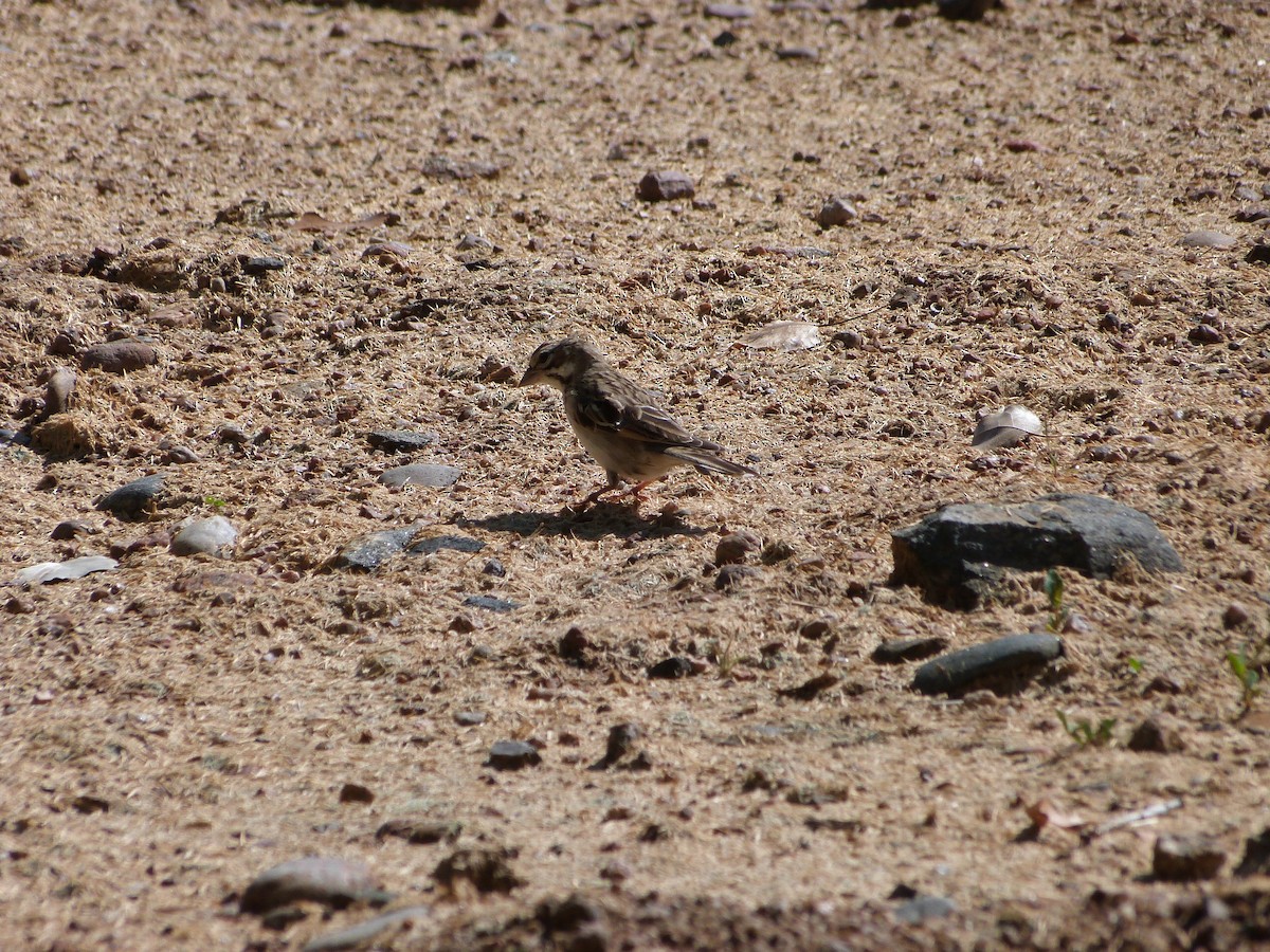 Lark Sparrow - ML176197981