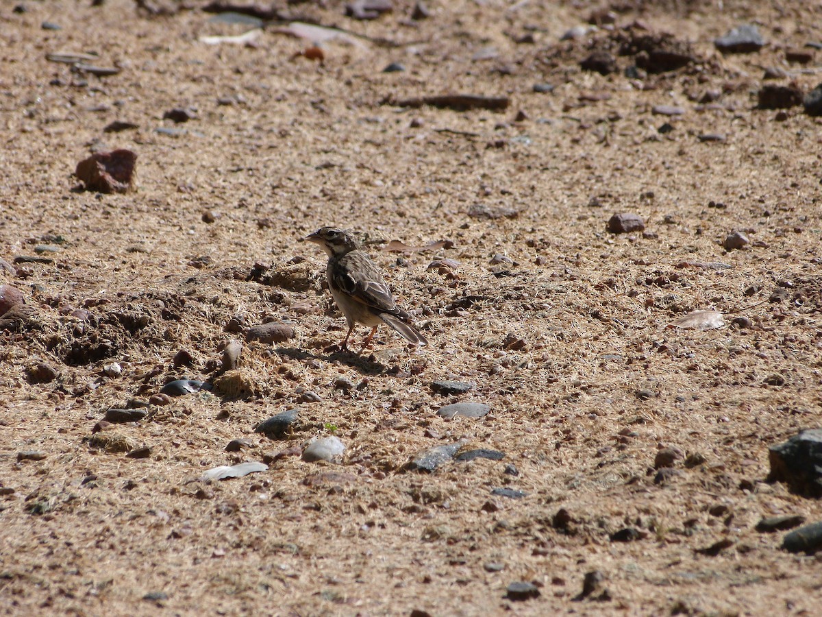 Lark Sparrow - ML176197991
