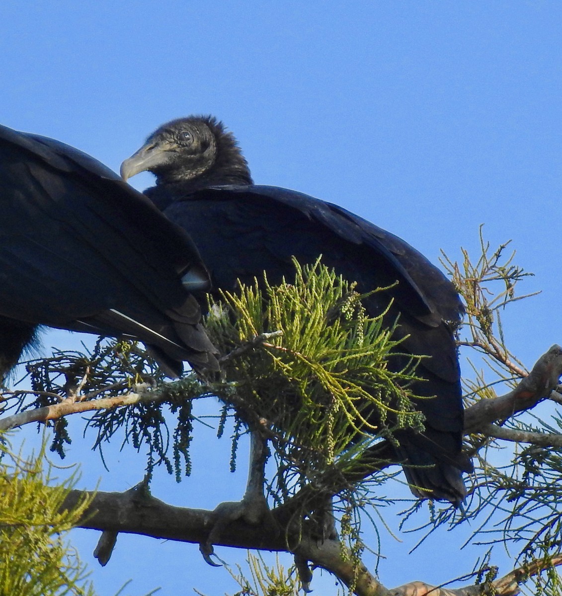 Black Vulture - ML176199001