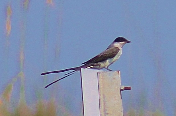 Fork-tailed Flycatcher - ML176199151