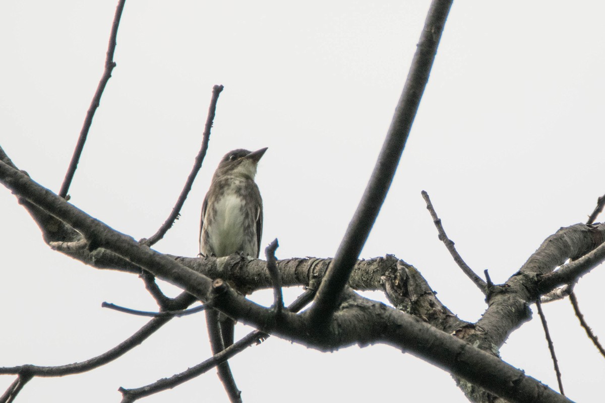 Olive-sided Flycatcher - William Luckhardt