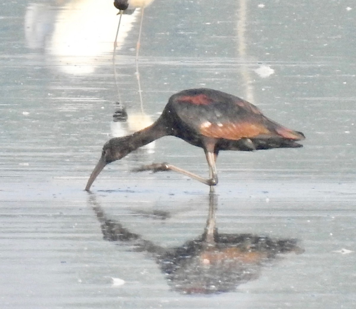 ibis hnědý - ML176201861