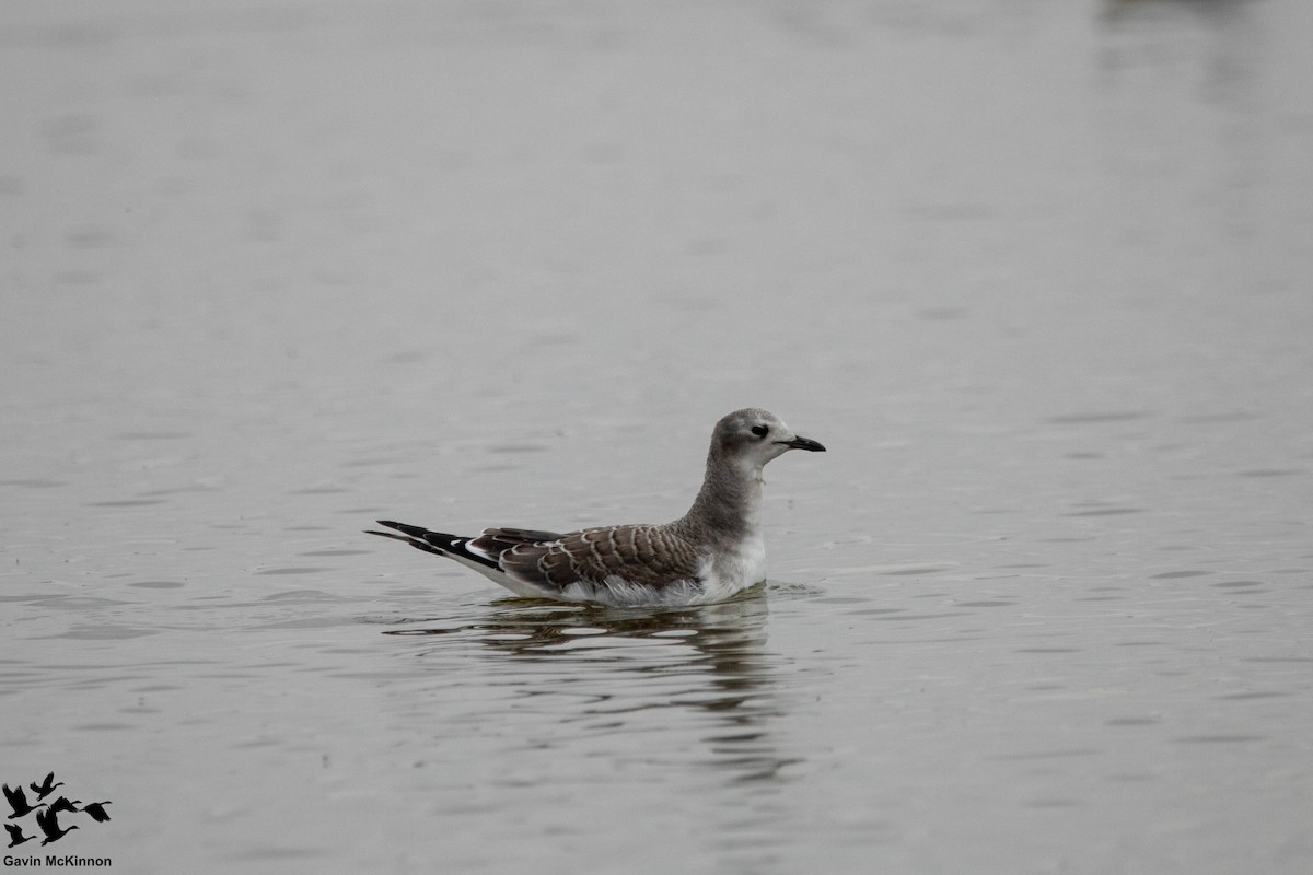 Sabine's Gull - Gavin McKinnon