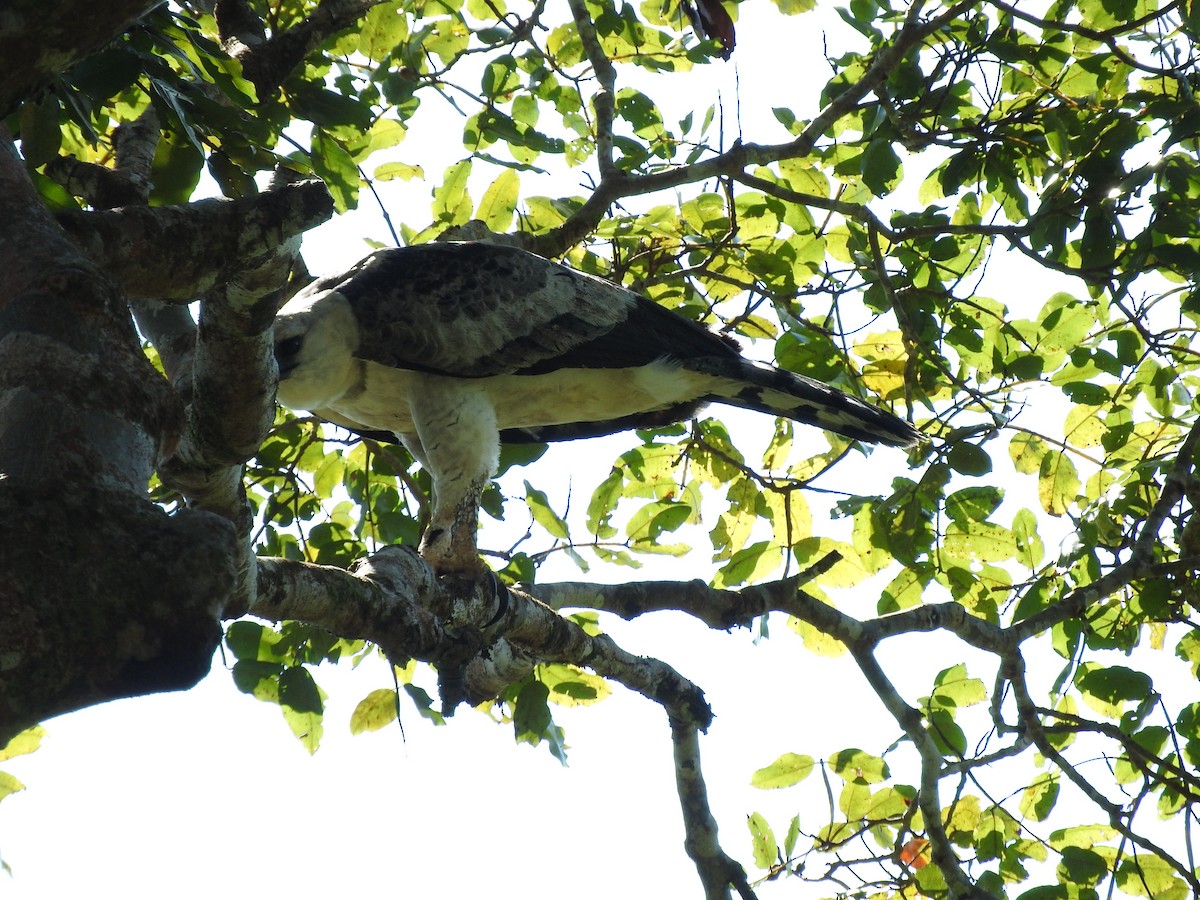 Harpy Eagle - ML176203911