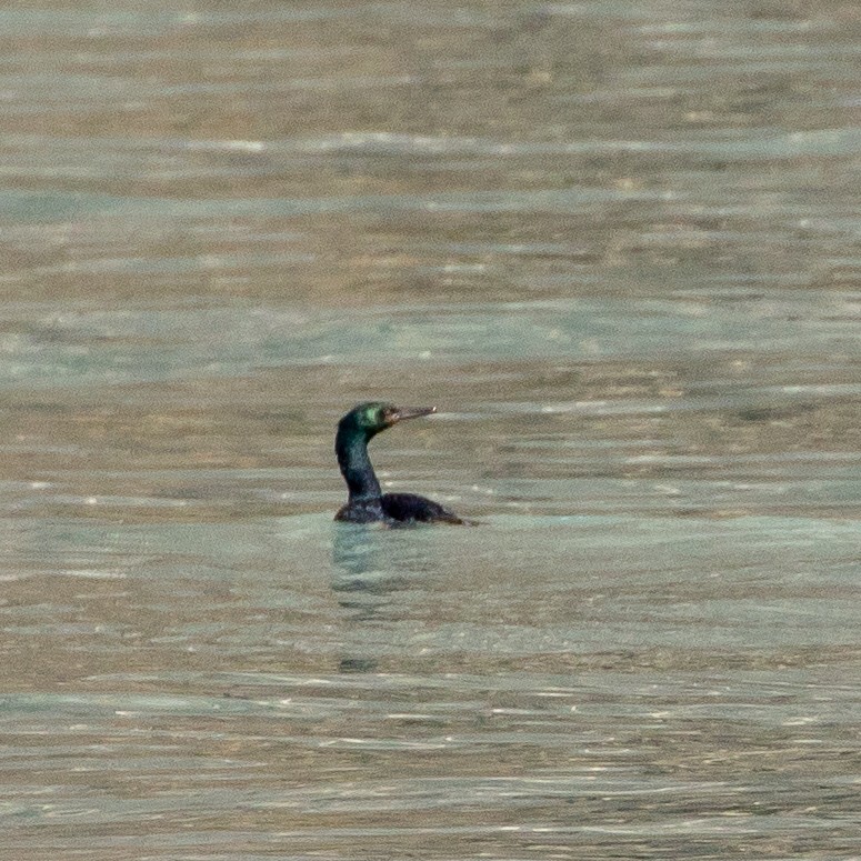 cormorant sp. - Philip Kline