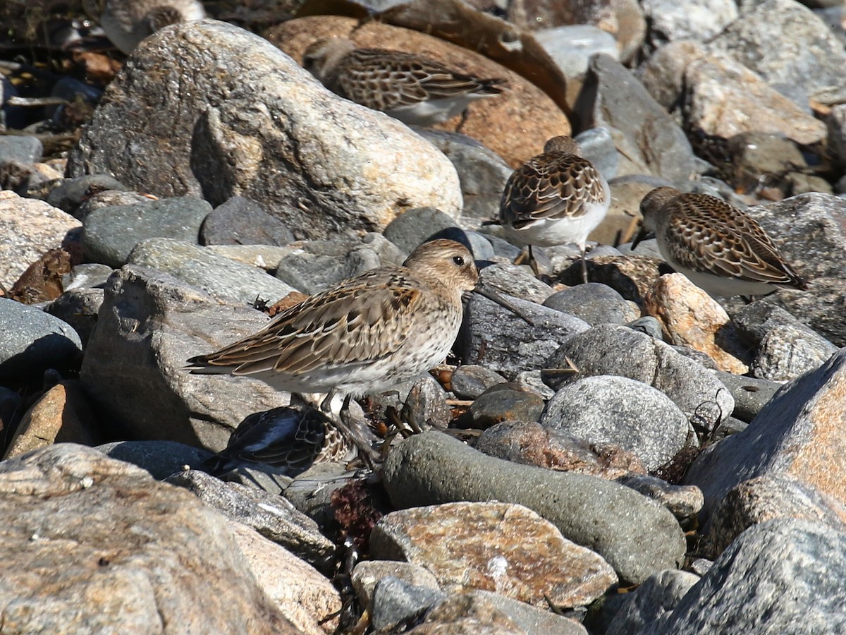 Dunlin - ML176204961