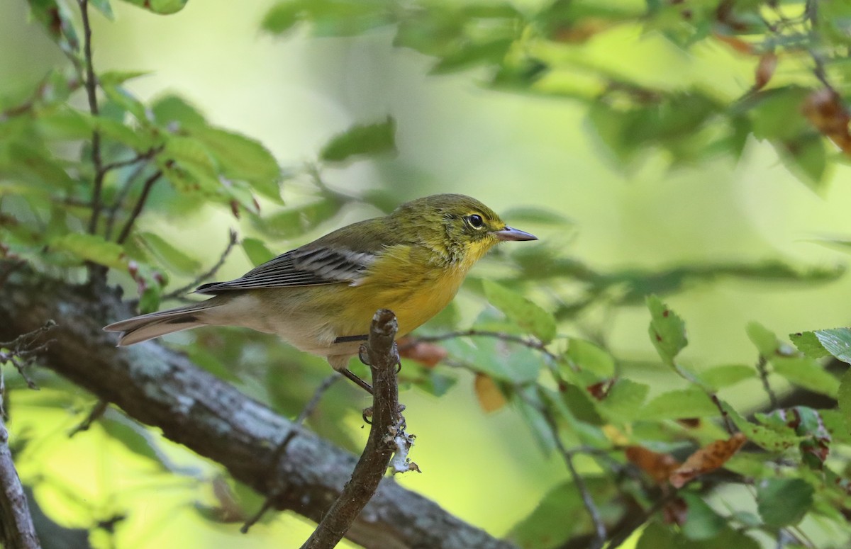 Pine Warbler - Drew Chaney