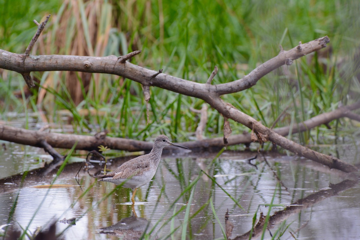 Greater Yellowlegs - ML176206151