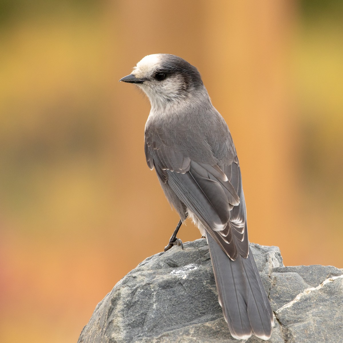 Canada Jay - ML176208921