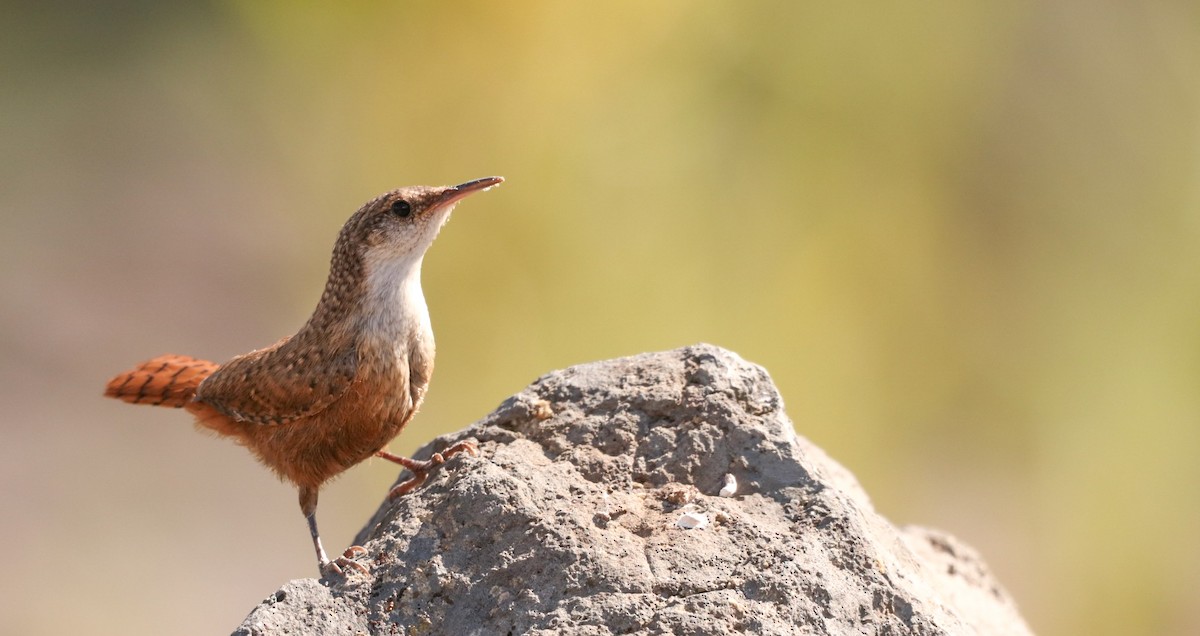 Canyon Wren - ML176209291