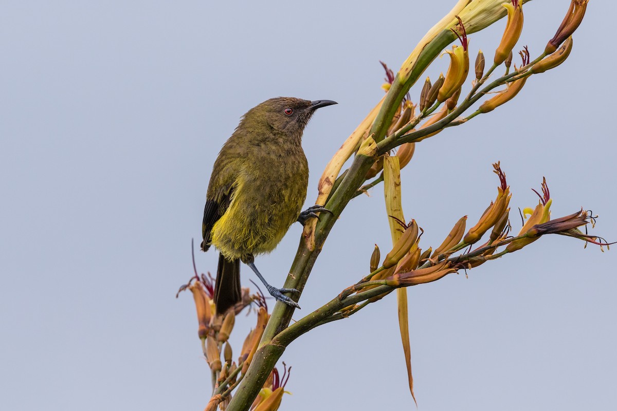 New Zealand Bellbird - ML176210271