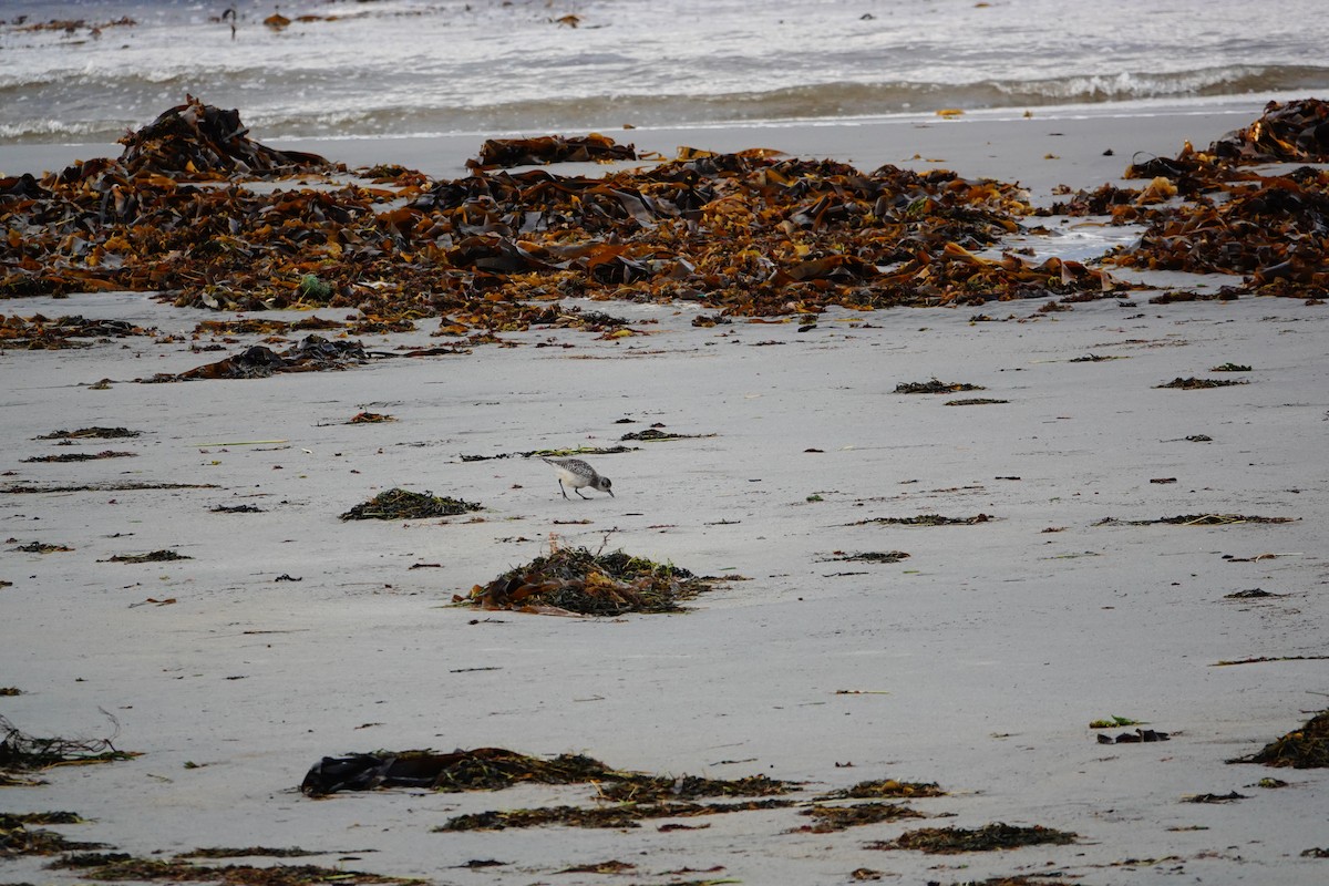 Black-bellied Plover - ML176210321