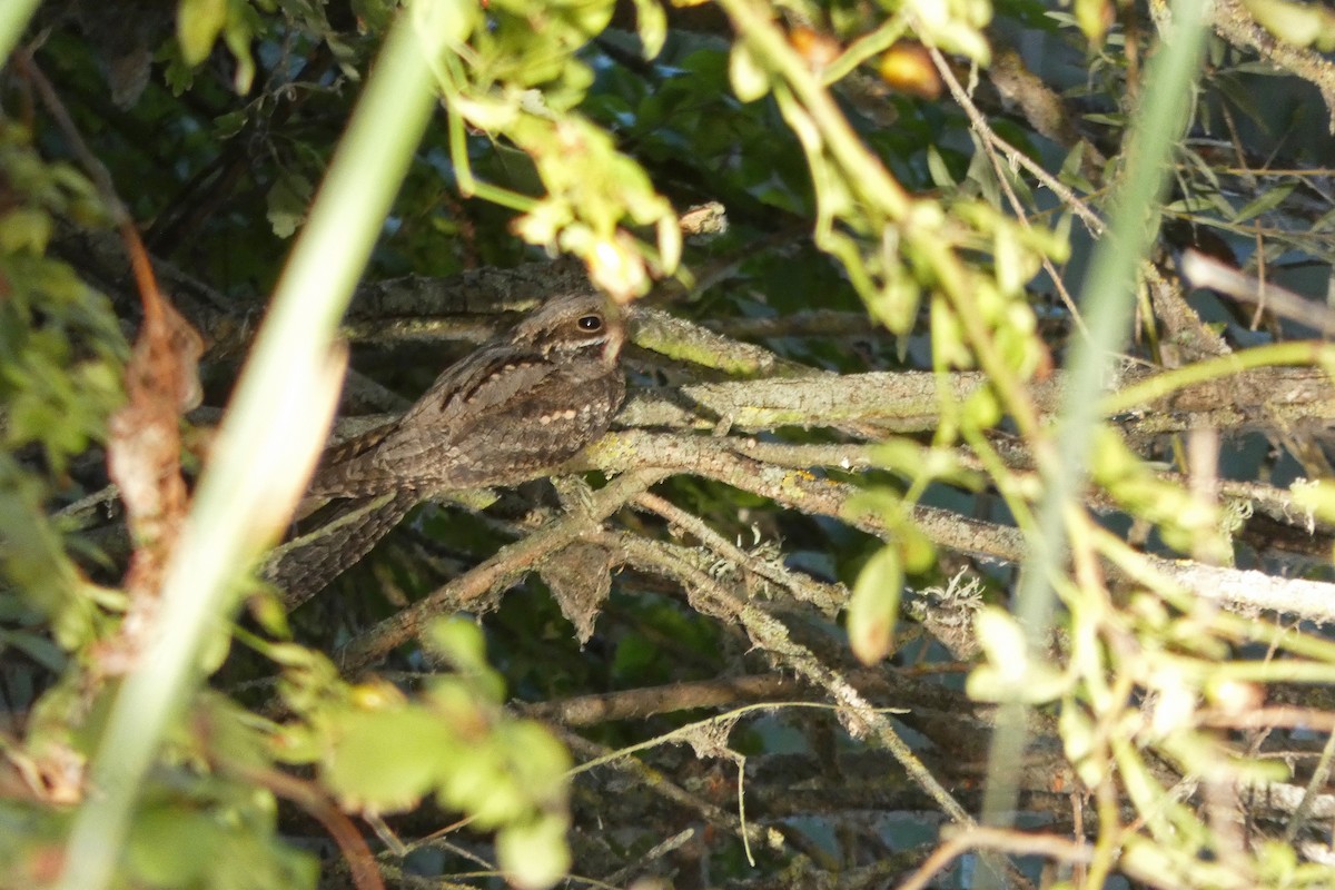 Eurasian Nightjar - Francisco Javier Calvo lesmes