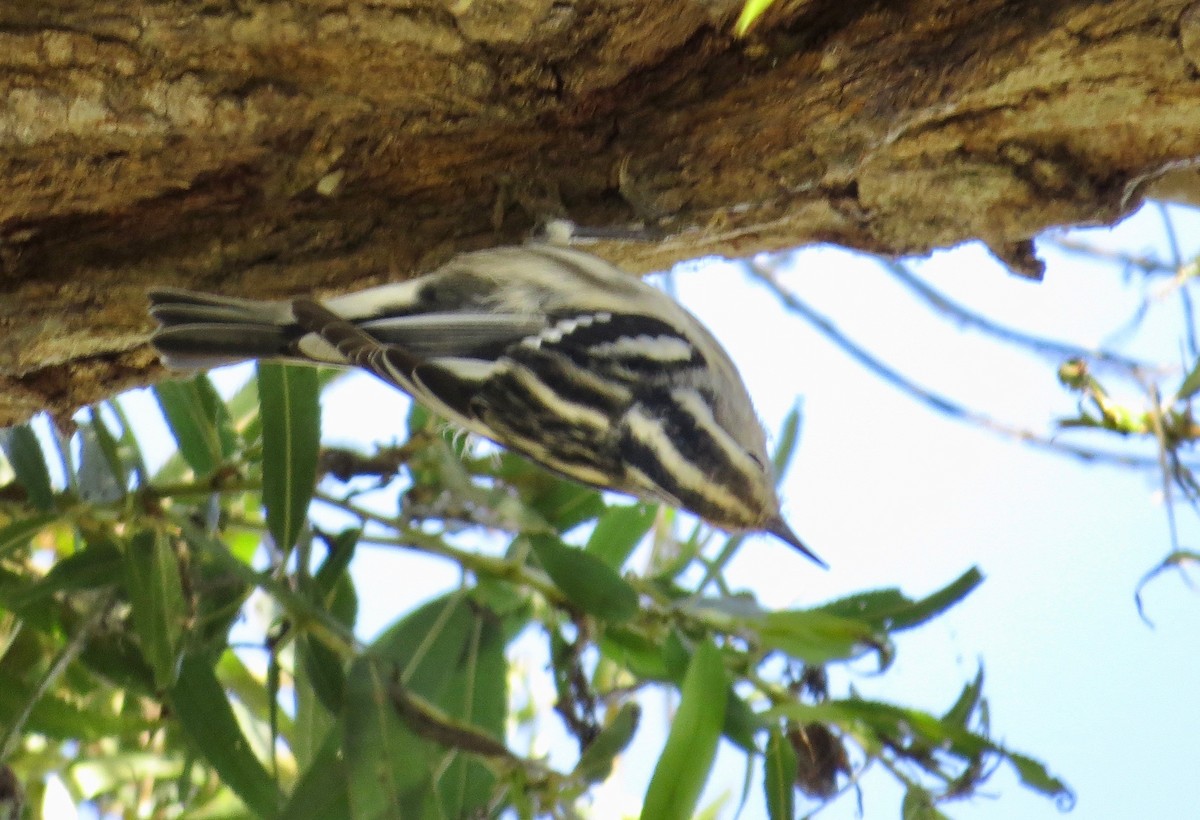 Black-and-white Warbler - ML176211961