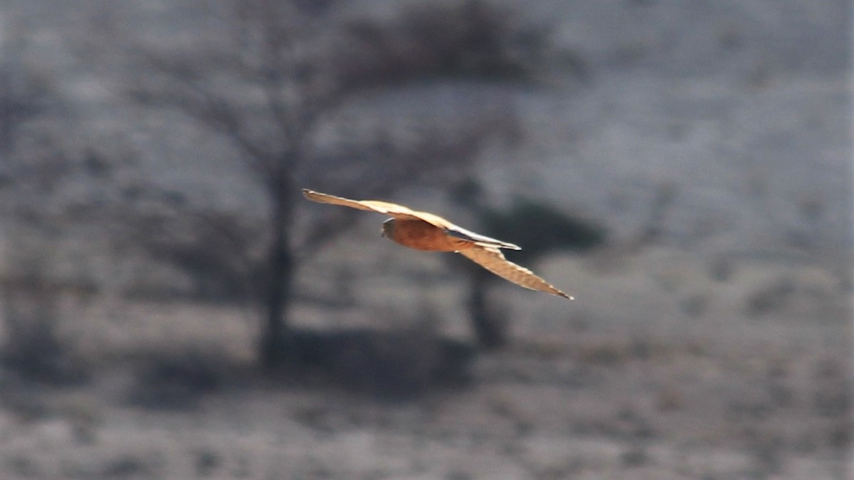 Rock Kestrel - Anonymous