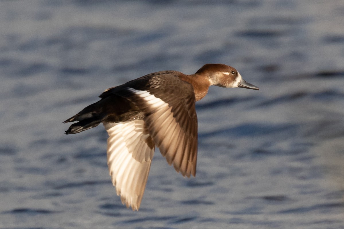 Southern Pochard - ML176214061