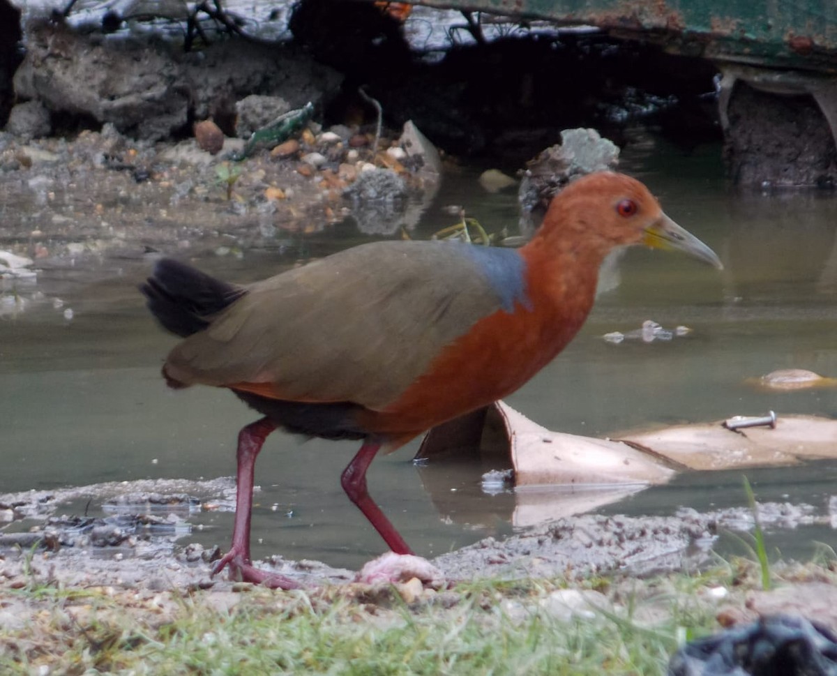 Rufous-necked Wood-Rail - Victor Gamez