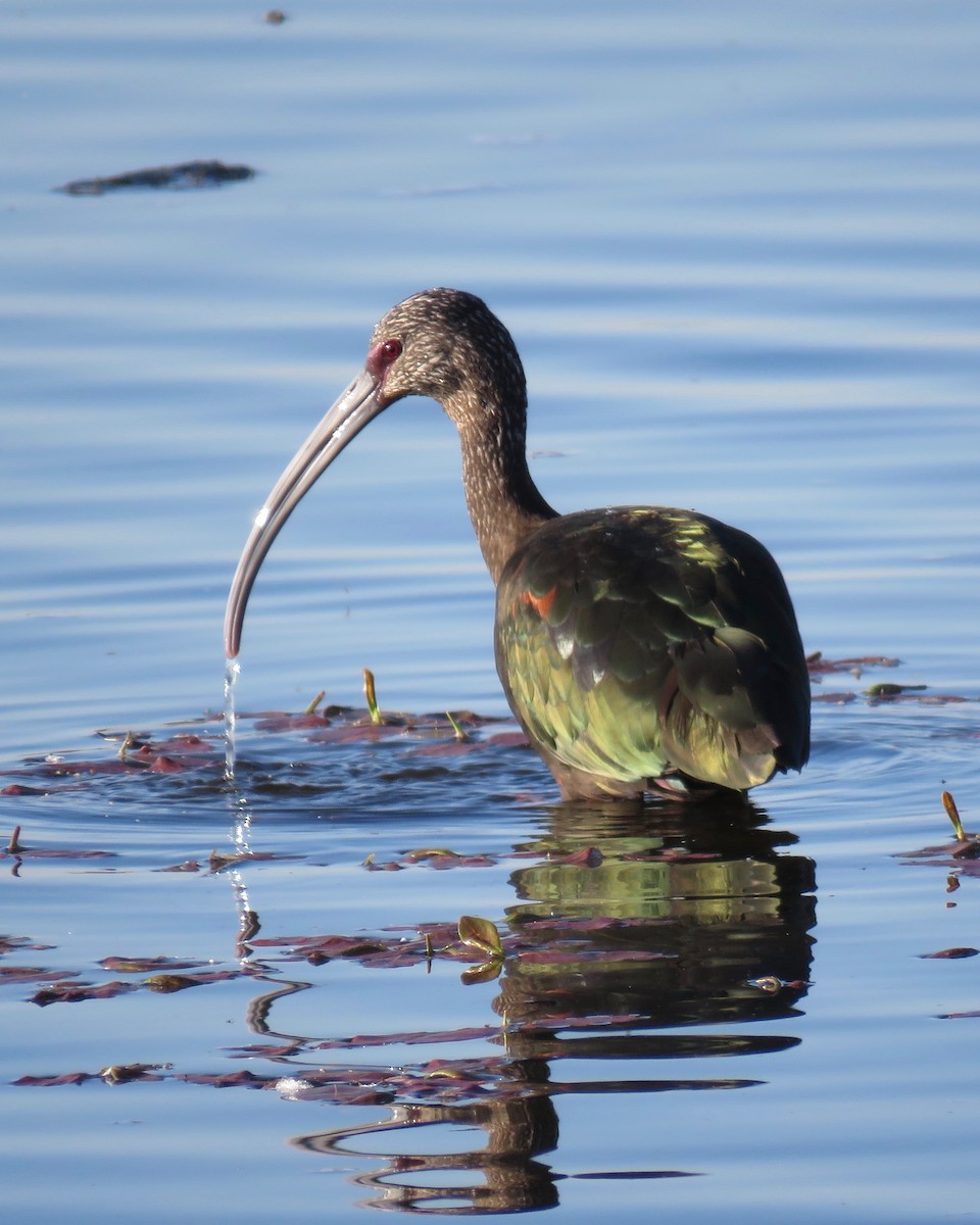 White-faced Ibis - ML176215571