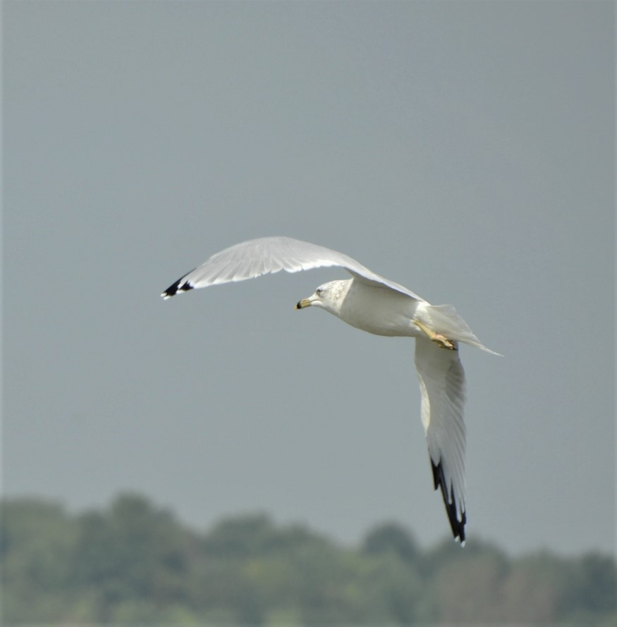 Ring-billed Gull - ML176217371