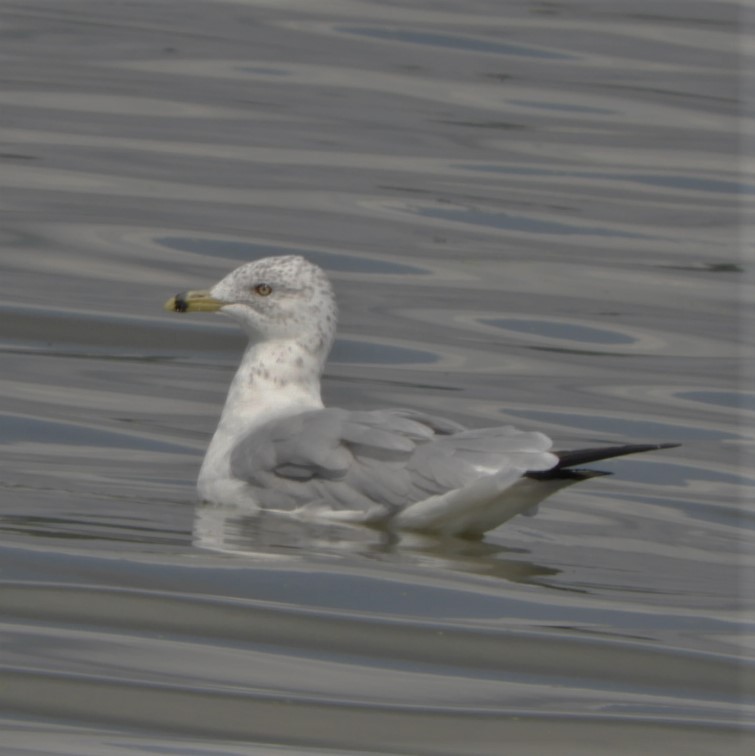 Ring-billed Gull - Paul McKenzie