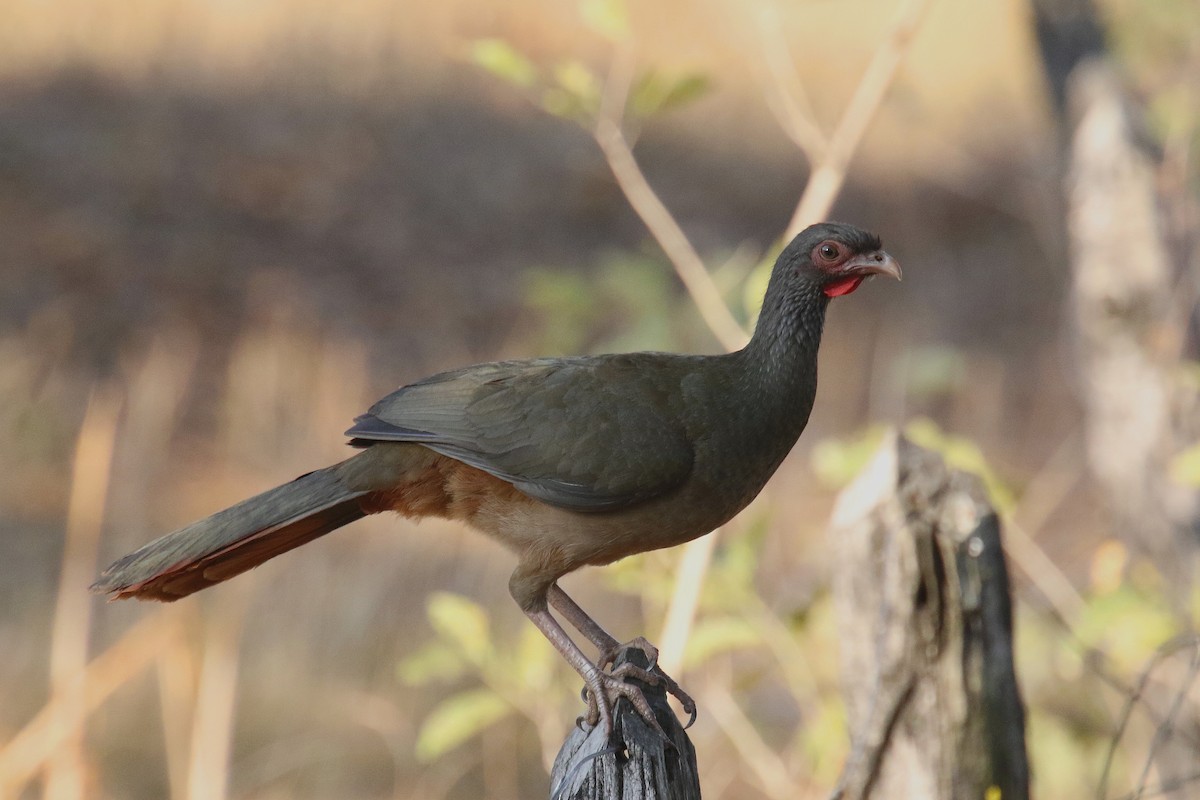 Chaco Chachalaca - Stephen Gast