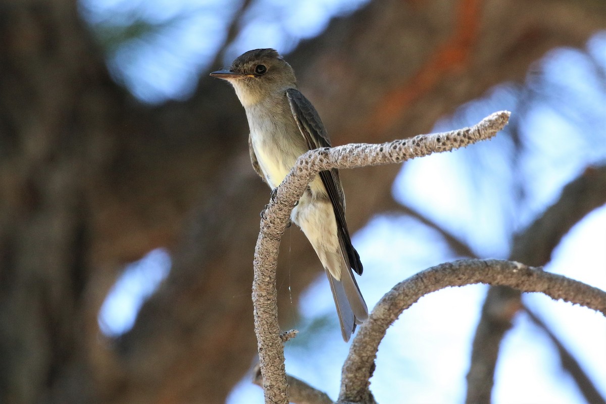 Western Wood-Pewee - ML176218851