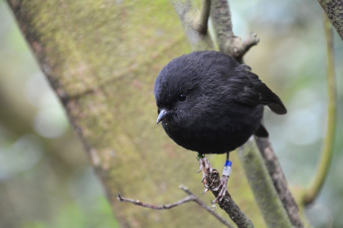 Black Robin - ML176219341