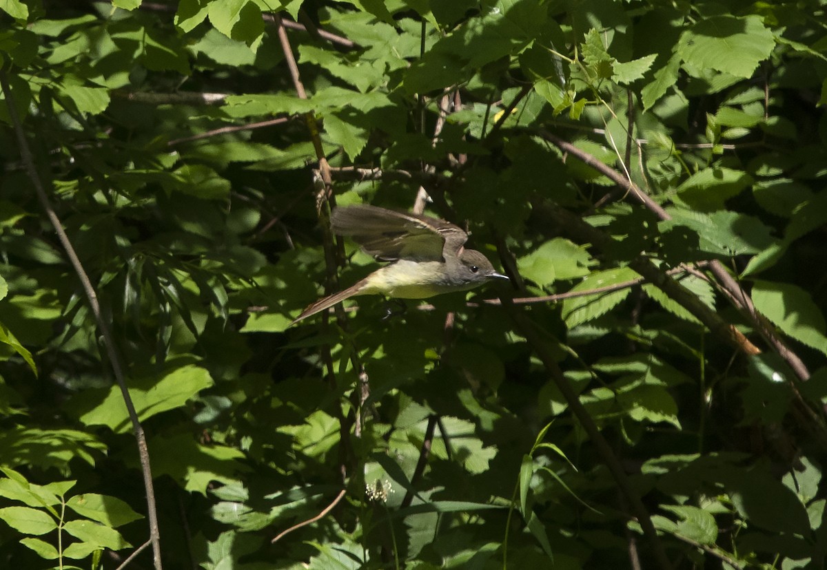 Great Crested Flycatcher - ML176220581