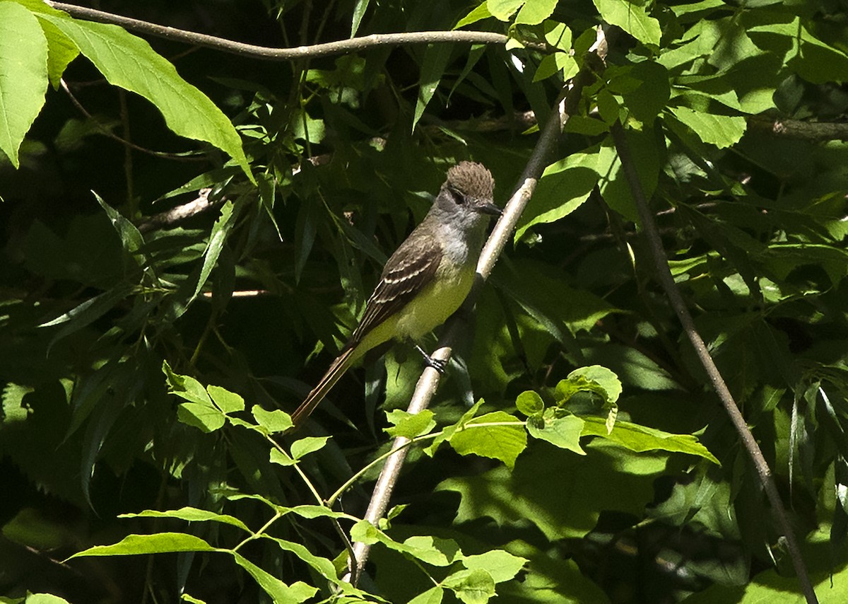 Great Crested Flycatcher - ML176220591