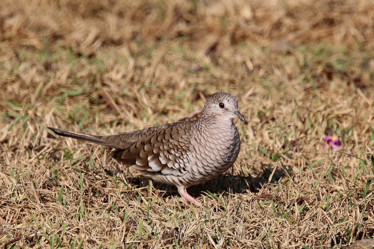 Scaled Dove - Stephen Gast