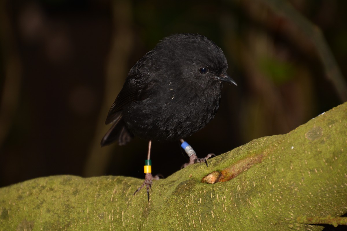 Black Robin - ML176221491