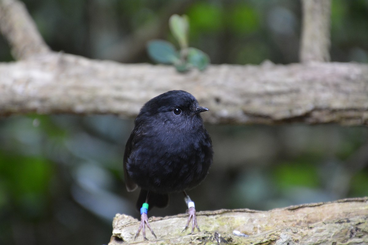 Black Robin - ML176221501