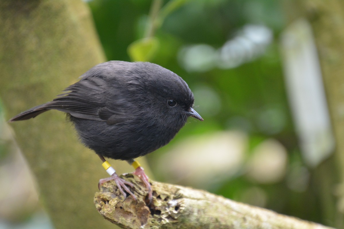 Black Robin - ML176221511