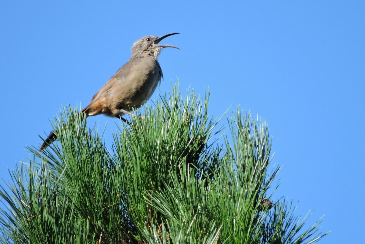 California Thrasher - ML176222111