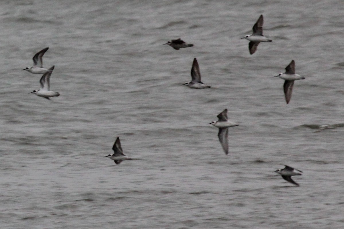 Red-necked Phalarope - Rob Bielawski