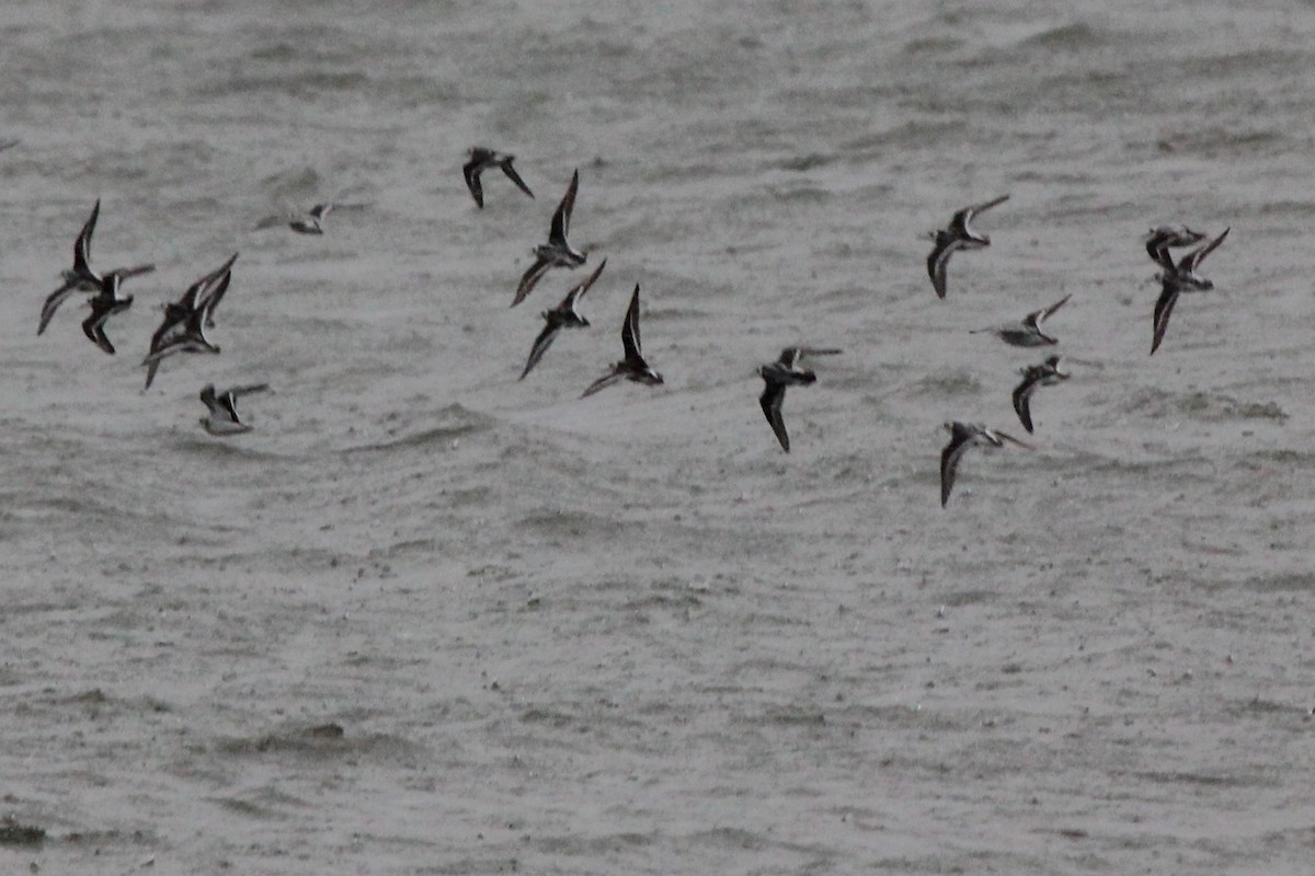 Red-necked Phalarope - ML176222351