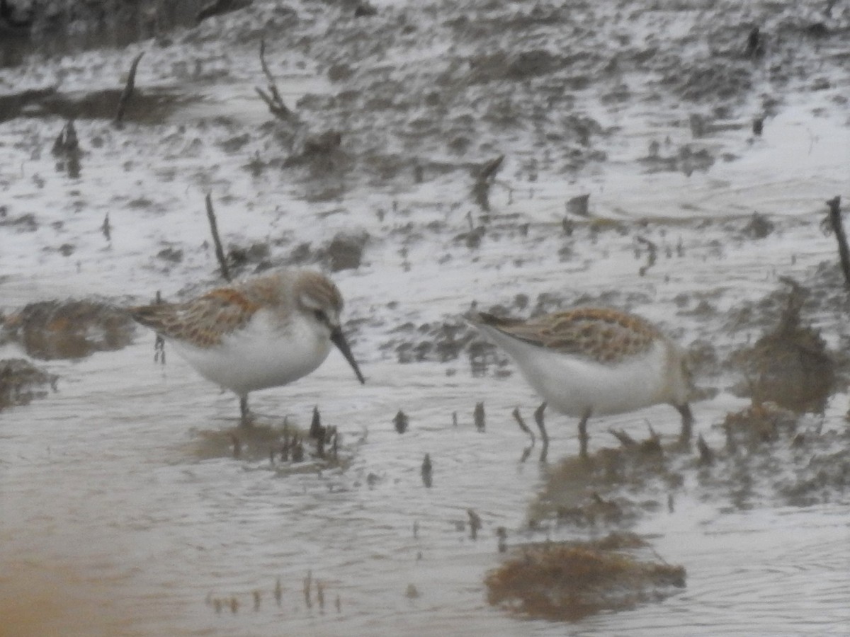 Western Sandpiper - ML176223291