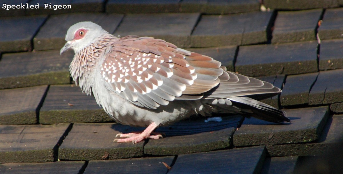 Speckled Pigeon - ML176223531