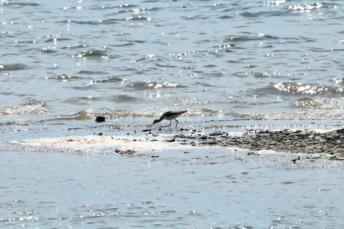 Greater Yellowlegs - ML176224001