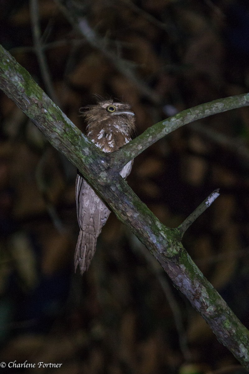 Palawan Frogmouth - ML176224041