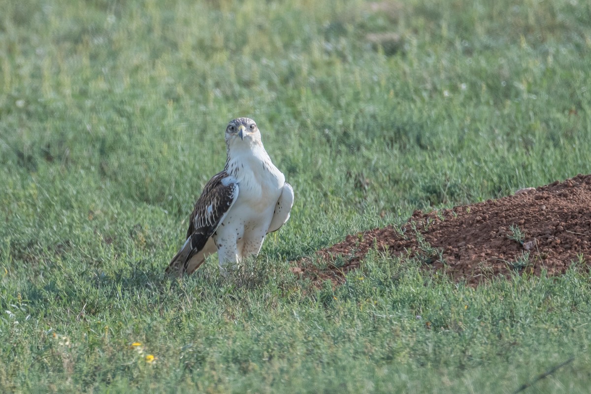 Ferruginous Hawk - Rod Goodwin