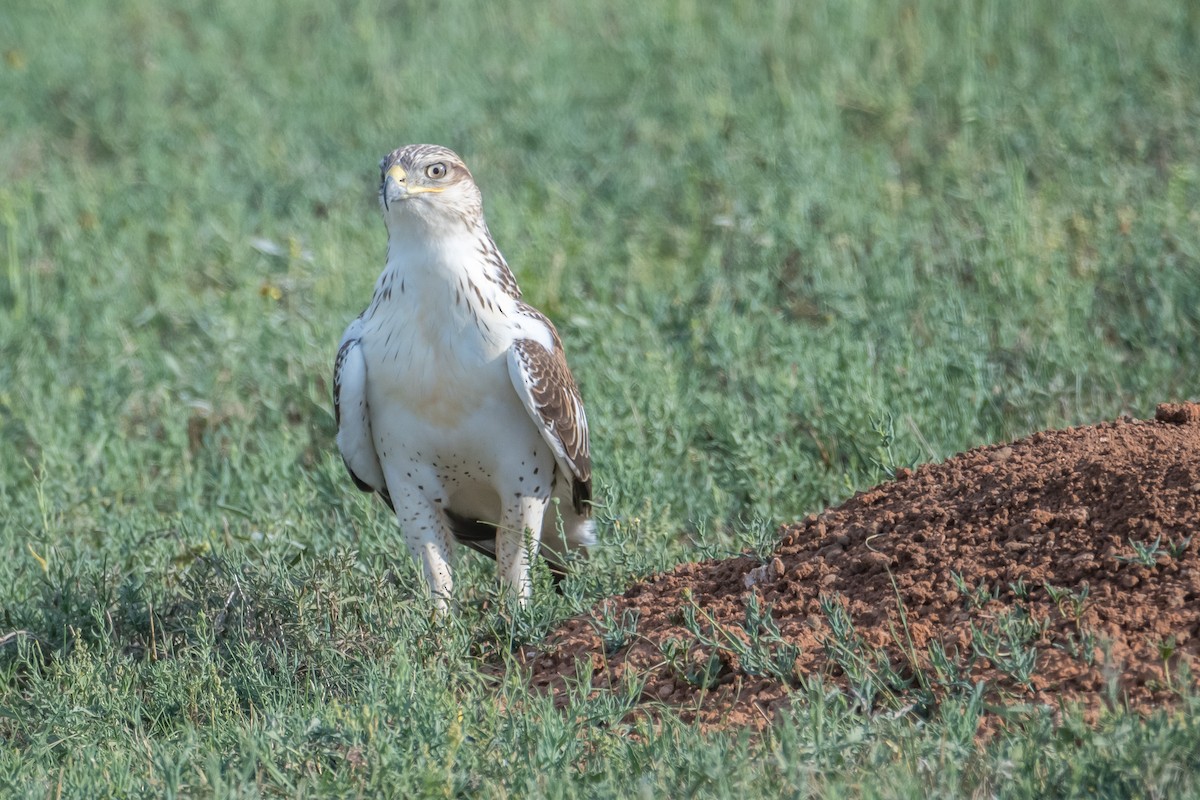 Ferruginous Hawk - Rod Goodwin