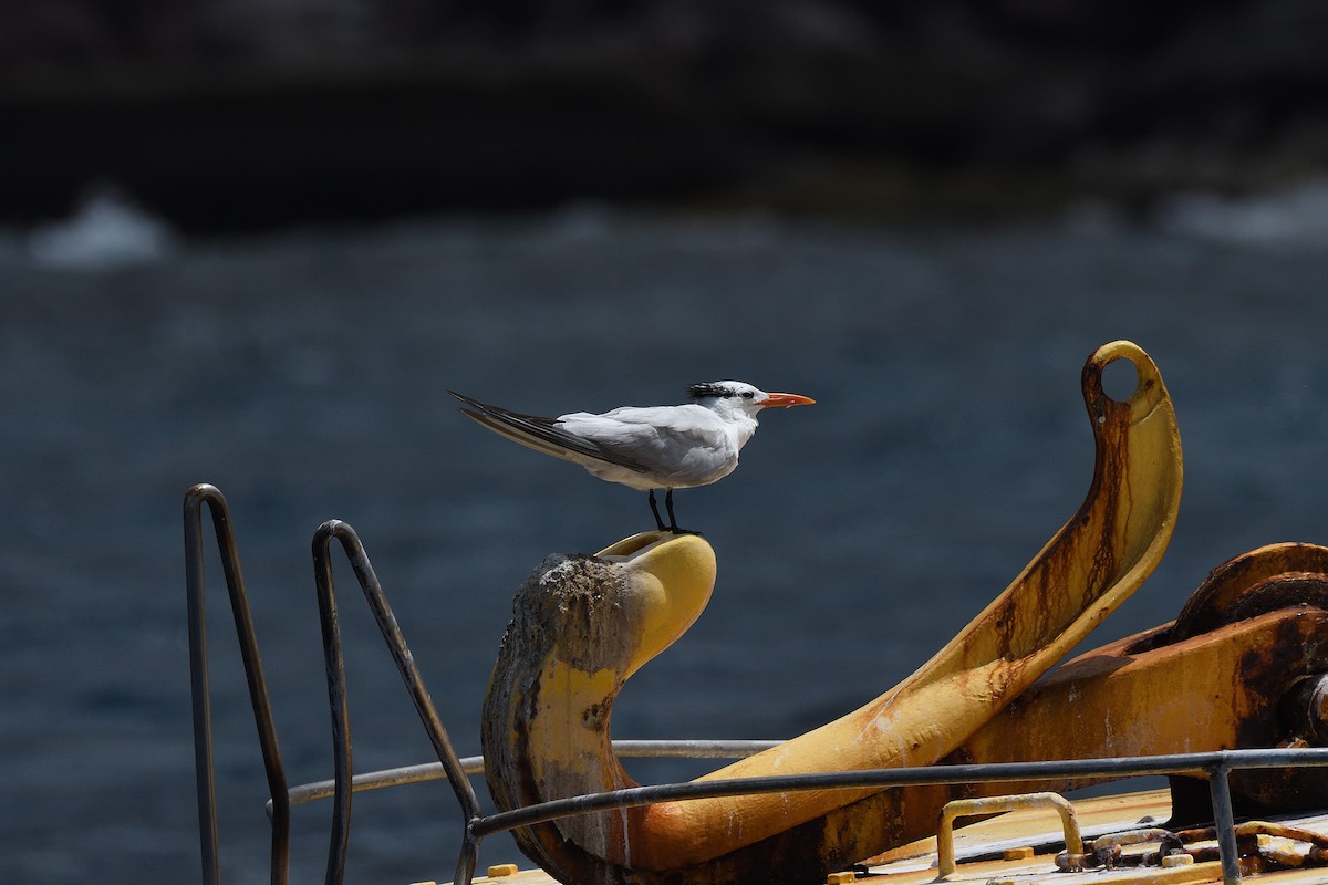 Royal Tern - ML176225061