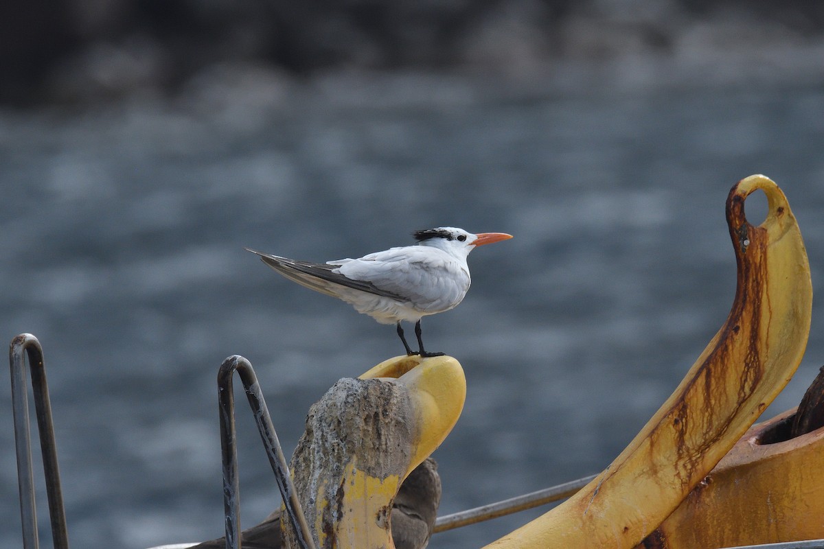 Royal Tern - ML176225071