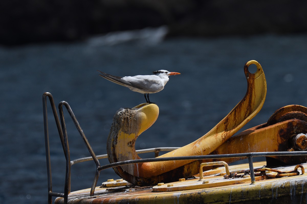 Royal Tern - ML176225111