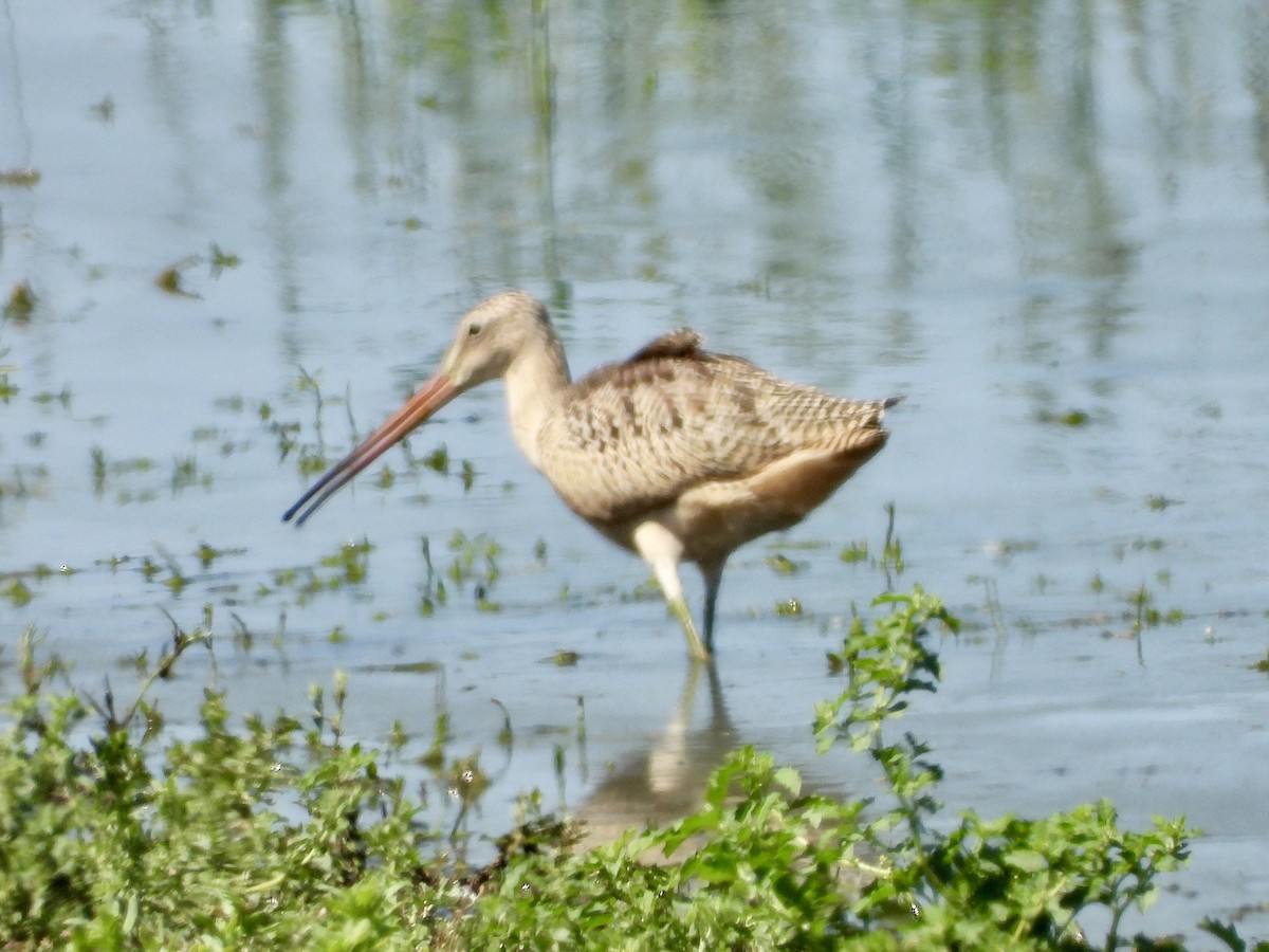 Marbled Godwit - ML176225431