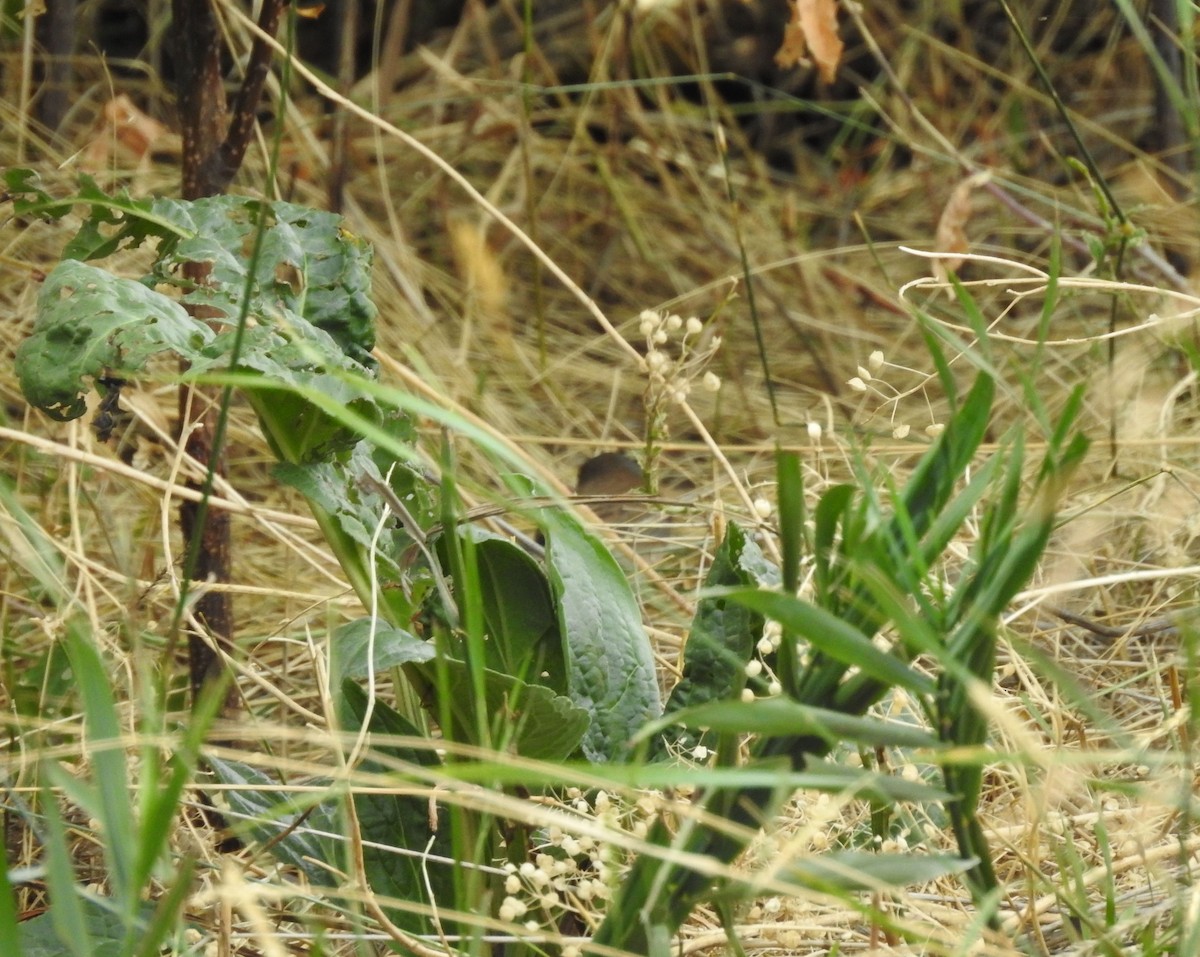 Junco Ojioscuro - ML176225881