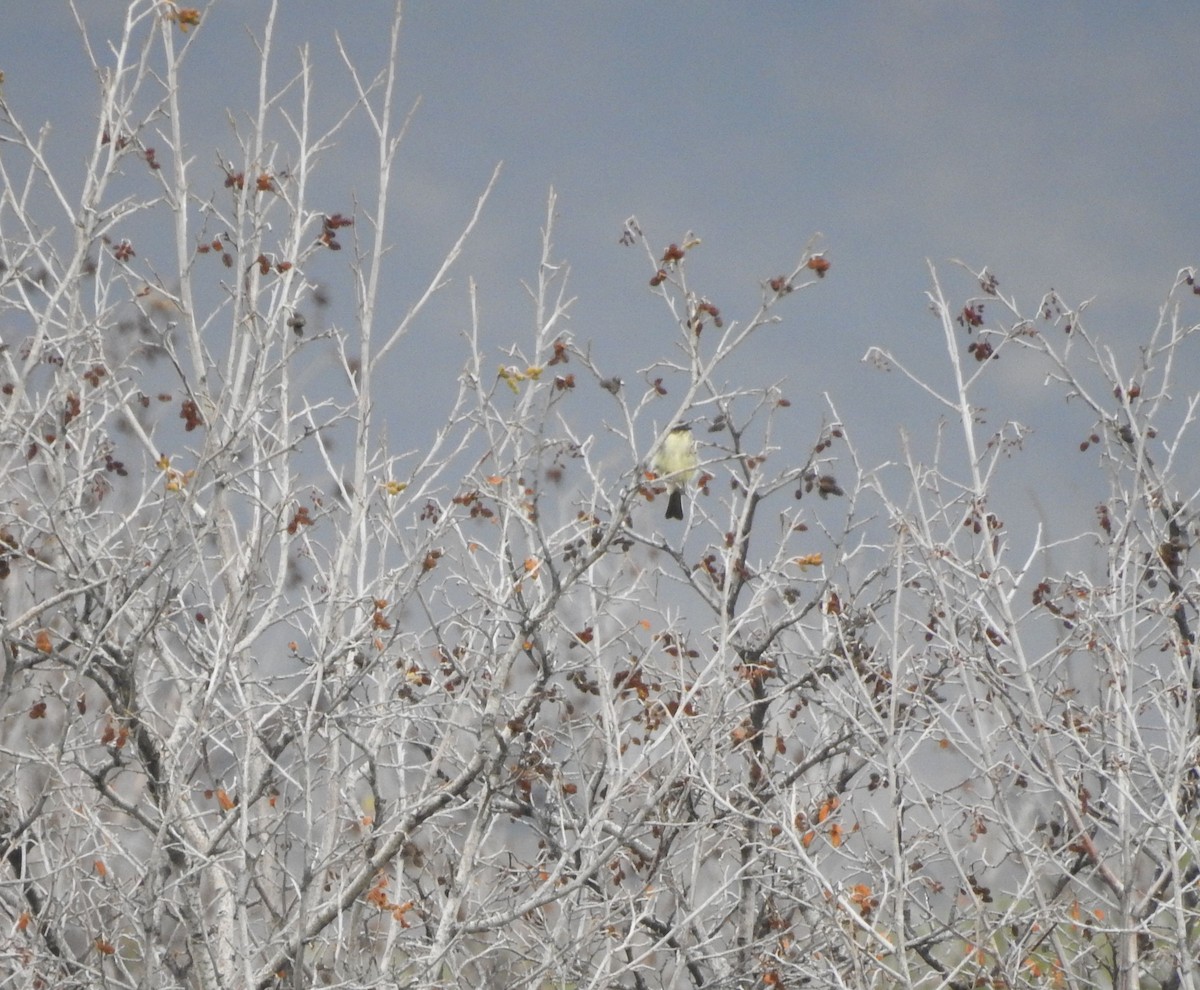 Eastern Phoebe - ML176226111