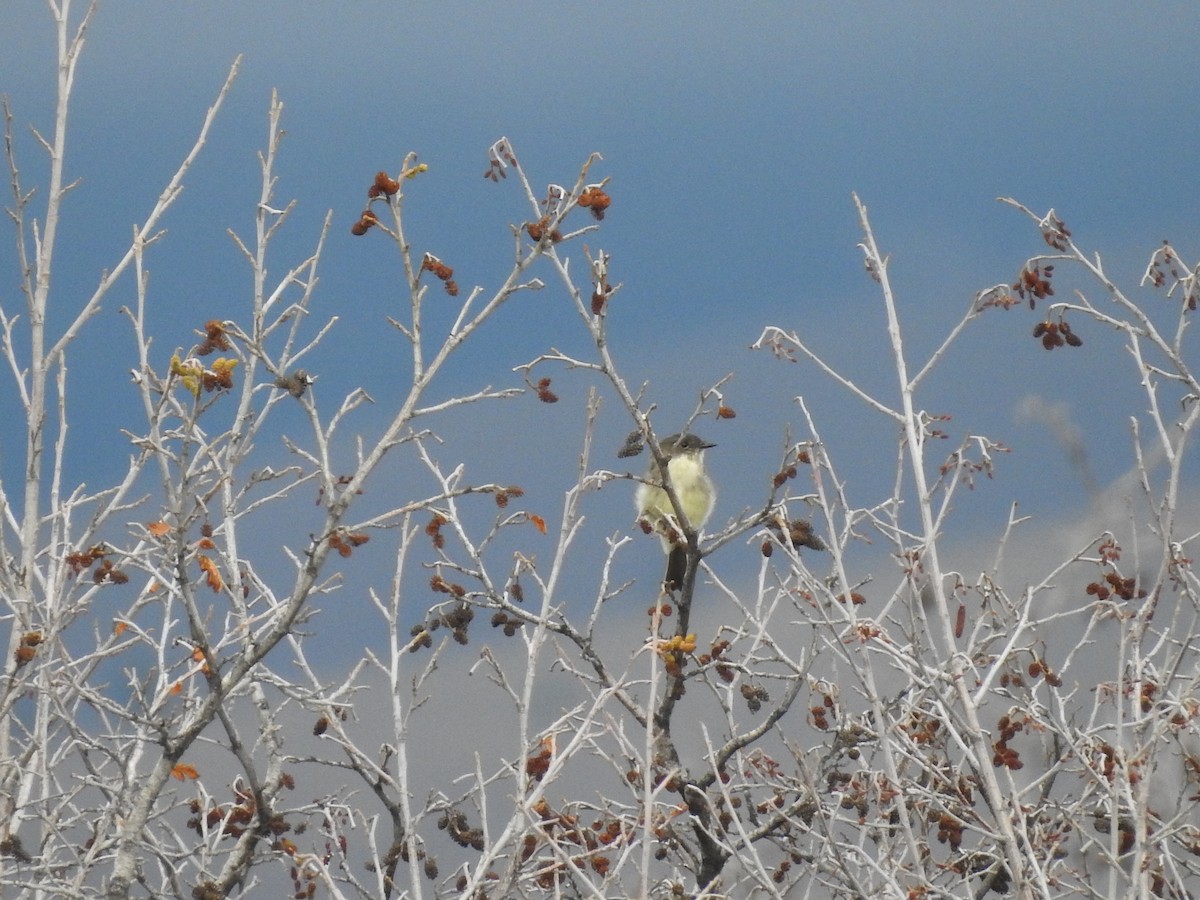 Eastern Phoebe - ML176226261